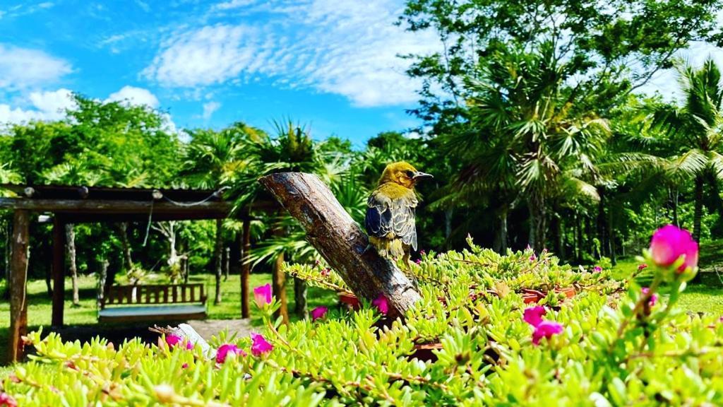Hotel El Chital Raudales エクステリア 写真